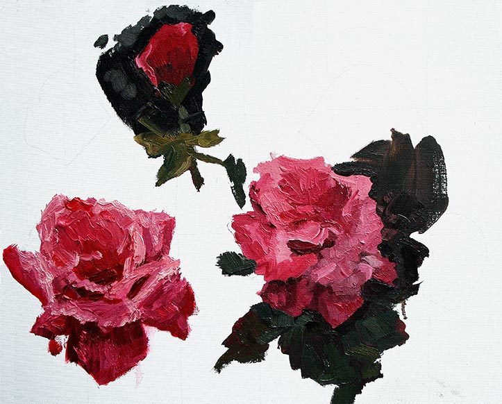 Pink Roses study